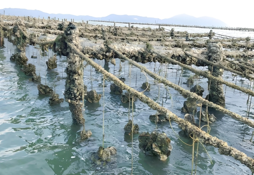 生蠔養(yǎng)殖水質(zhì)監(jiān)測系統(tǒng)、魚蝦養(yǎng)殖監(jiān)測、多領(lǐng)域解決方案
